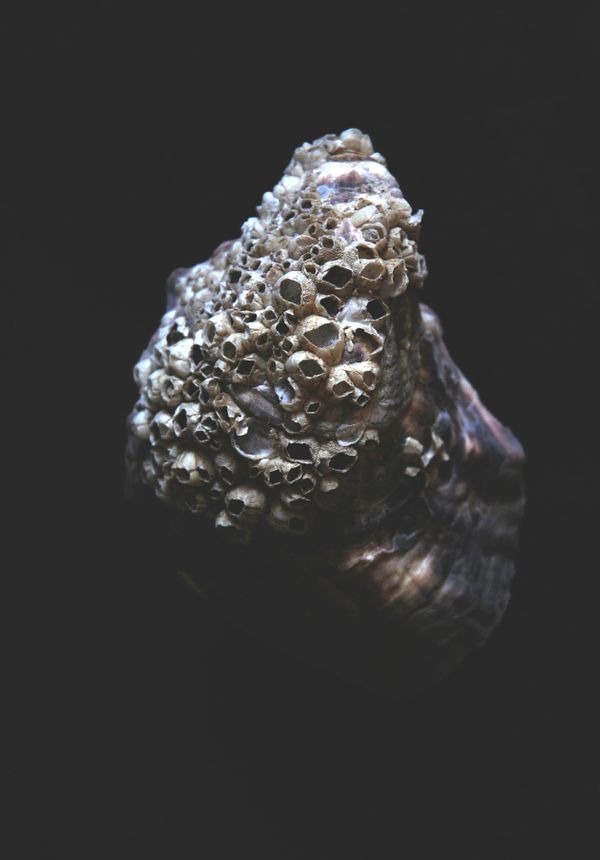 Texture of polyps on the seashell thumbnail