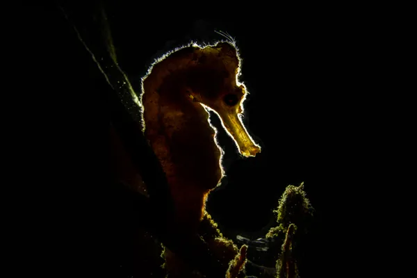 A backlit shot of a yellow longsnout seahorse out in the wild on a reef in Grand Cayman thumbnail