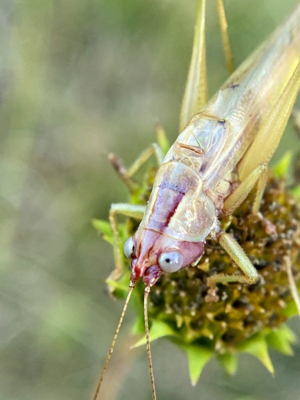 Found this Katydid on a morning walk thumbnail