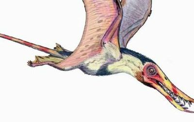A restoration of the pterosaur Rhamphorhynchus by ДиБгд