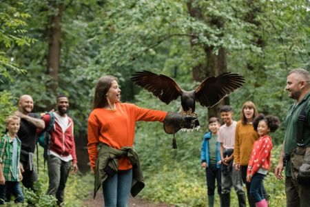 A Harris hawk lands on a girl's arm to collect the bait.