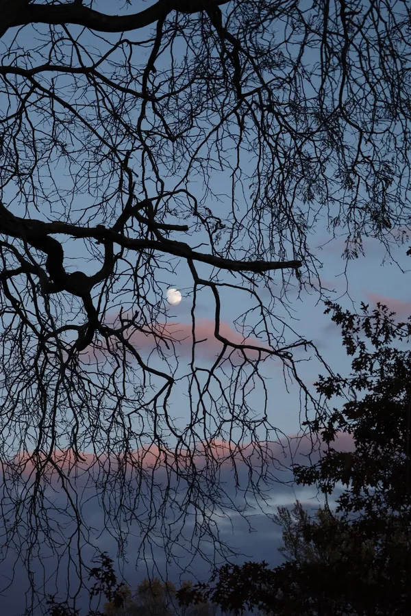 fall moon supported  by  a  tree thumbnail