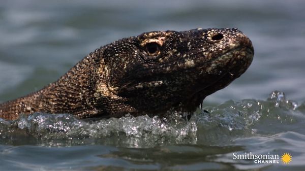 Preview thumbnail for Here's What Makes Komodo Dragons So Powerful