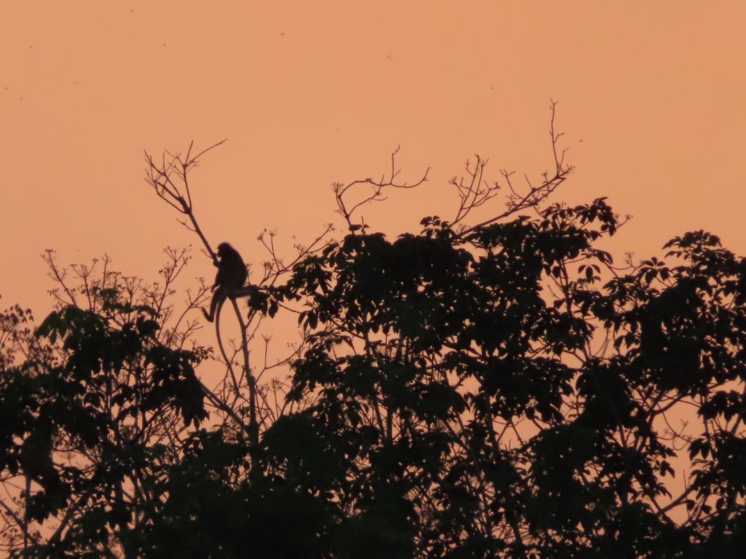 When a Monkey Admiring Sunset | Smithsonian Photo Contest | Smithsonian ...