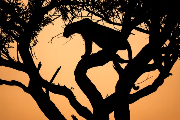 Watcher of the Dawn thumbnail