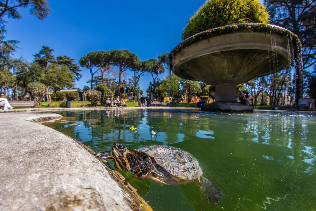 Turtle