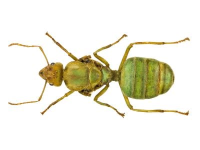 A queen Oecophylla smaragdina ant