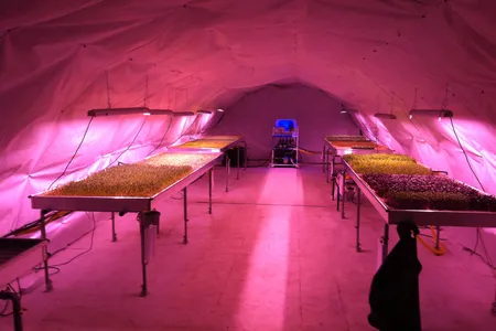 Using hydroponics and LED, two entrepreneurs are growing produce underneath London. 
