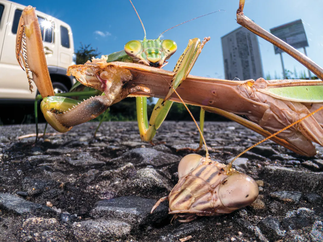 praying mantises