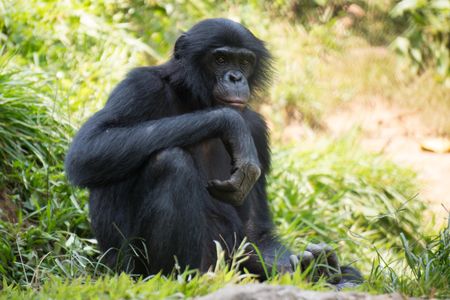 The vaccine developed by the veterinary pharmaceutical company, Zoetis, was provided to the San Diego Zoo after they requested help in vaccinating other apes when several gorillas tested positive for COVID-19 in January. 