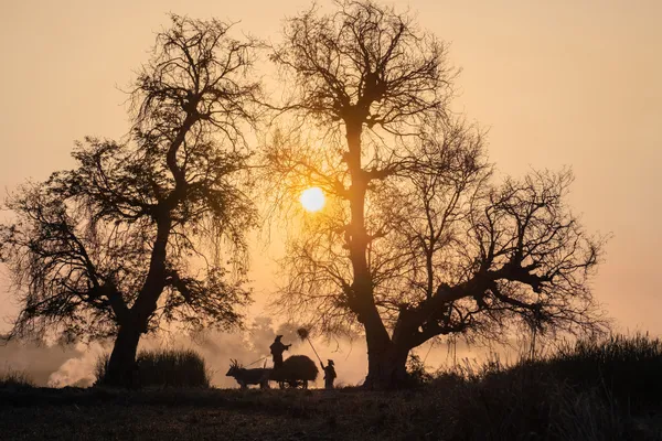Morning of Farmer thumbnail