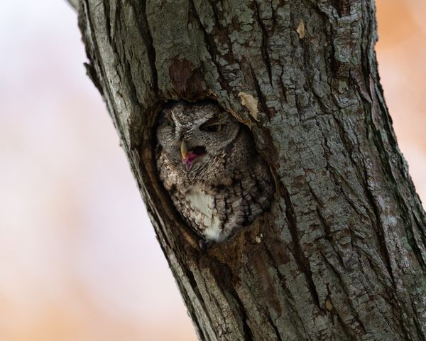 Eastern screech owl at rest. thumbnail