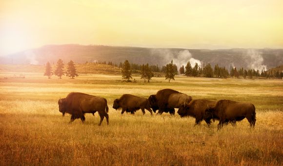 Image shows a landscape of tall grass with a herd of bison roaming