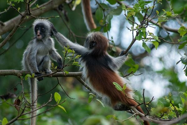 Two Zanzibar red colobus monkeys interacting in their backyard thumbnail