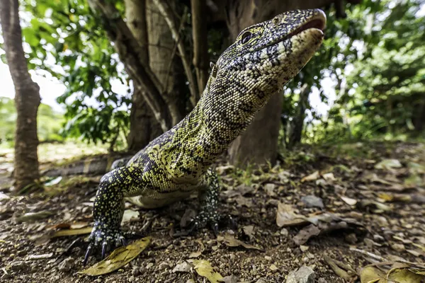 Monitor Lizard thumbnail