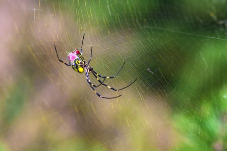 Joro spiders are eye-catching, with bright yellow, blue and red coloration.