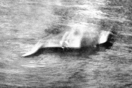 Hugh Gray's famous 1933 photo of a creature he believed to be Nessie