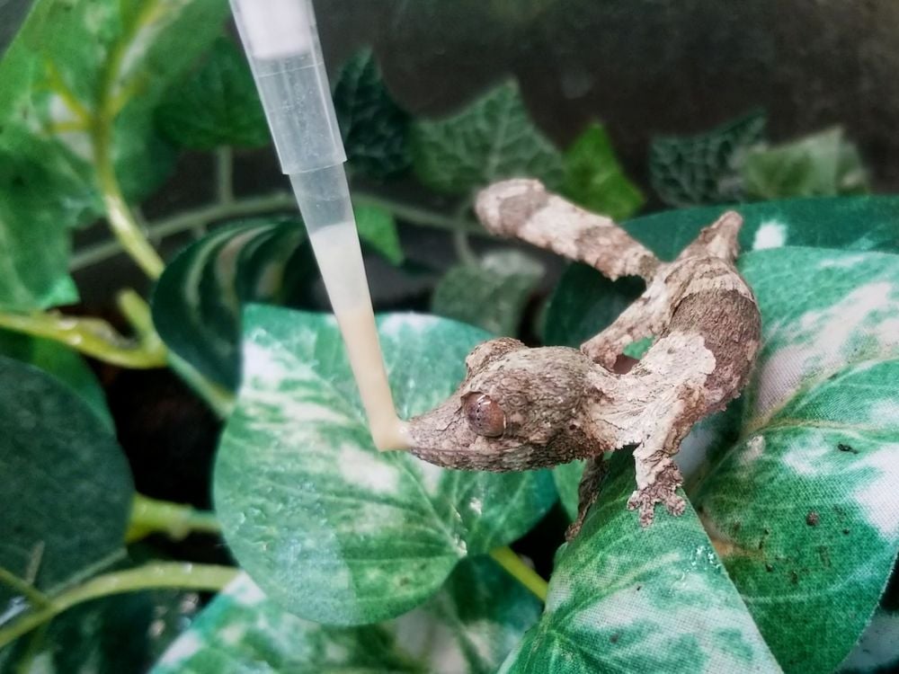 This leaf-tailed gecko hatchling receives his medication from a syringe, which he laps up with his impressive tongue.