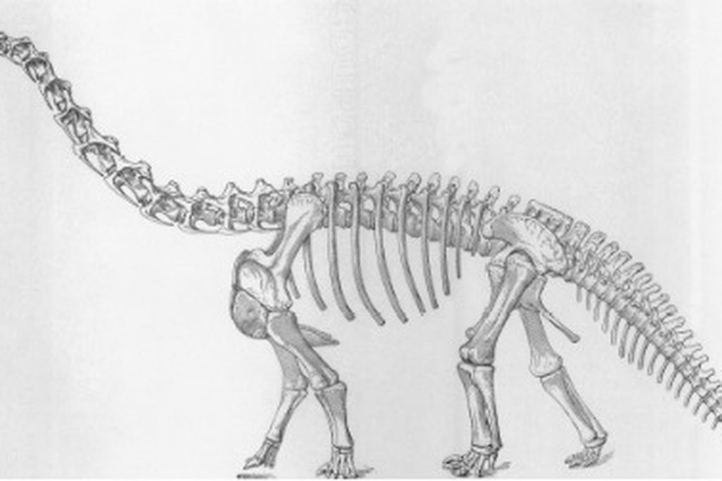 Camarasaurus, as envisioned by Erwin Christman