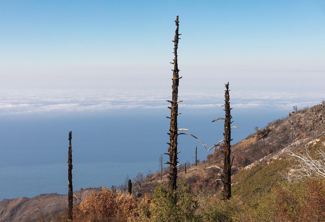 tall burnt trees