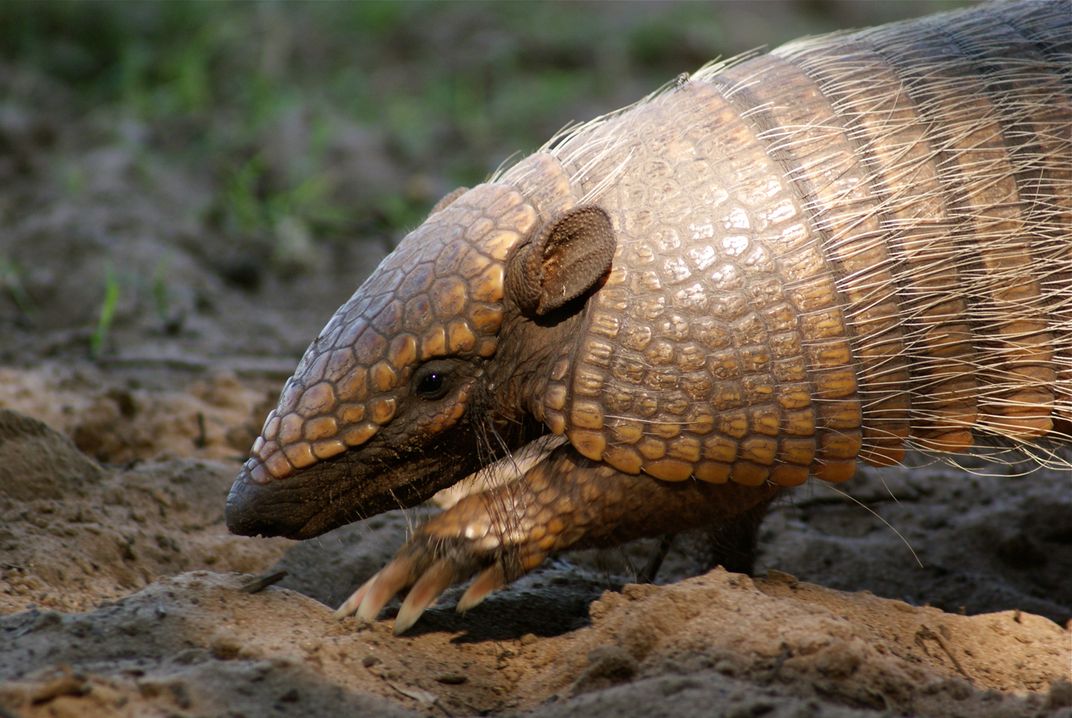 The natives says that the armadillos do not eat mangos, but this