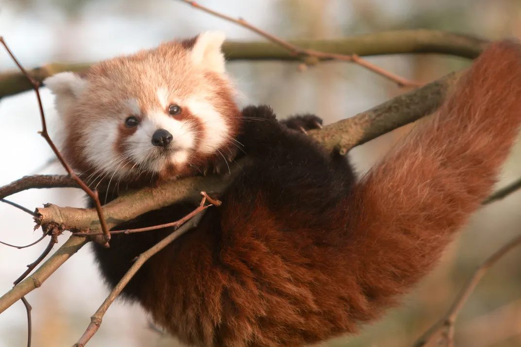 Image of a red panda hanging from a tree branch