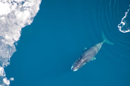 Scientists observed two bowhead whales synchronizing dive schedules whenever they were within earshot of each other.