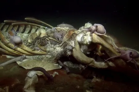The remains of whales that sink to the ocean floor become biological oases. Since 1977, scientists had only identified about 50 such whale falls across the world&rsquo;s oceans, but a recent effort uncovered a startling density of them off the coast of Los Angeles.