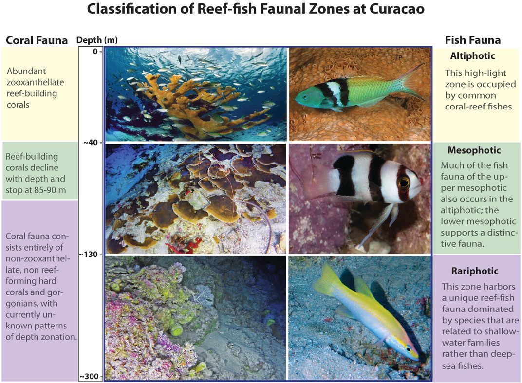 Curaçao deep reef faunal zones