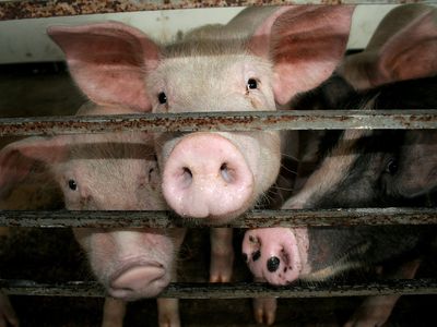 Hiroshi Nagashima and Hiromitsu Nakauchi aim to genetically engineer pigs that grow human organs.