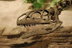 20110520083156allosaurus-museum-ancient-life-300x201.jpg