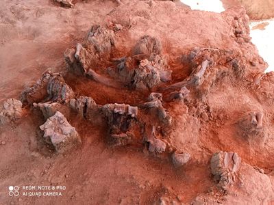 Scientists discovered the remains of some 60 mammoths during excavations for a new airport in Mexico. 