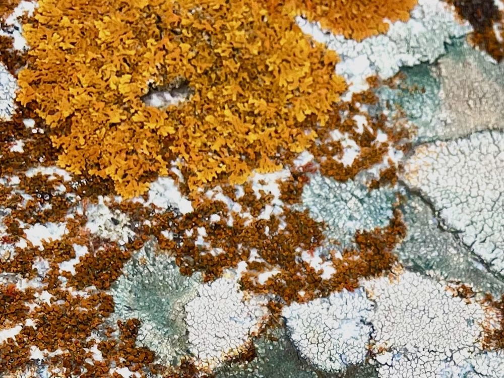 Lichen color palette | Smithsonian Photo Contest | Smithsonian Magazine