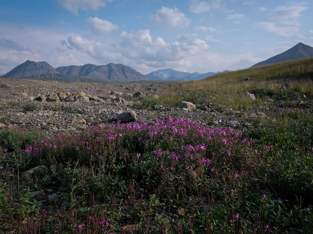 Wildflowers, spongy tundra grass, and Brooks Range Mountains emerge from the Arctic National Wildlife Refuge on Alaska's North Slope.