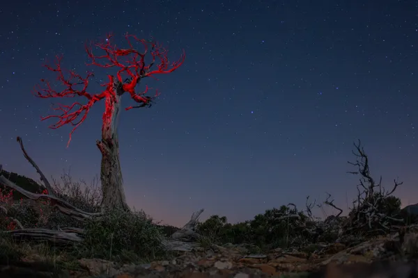 memorial tree and stars thumbnail