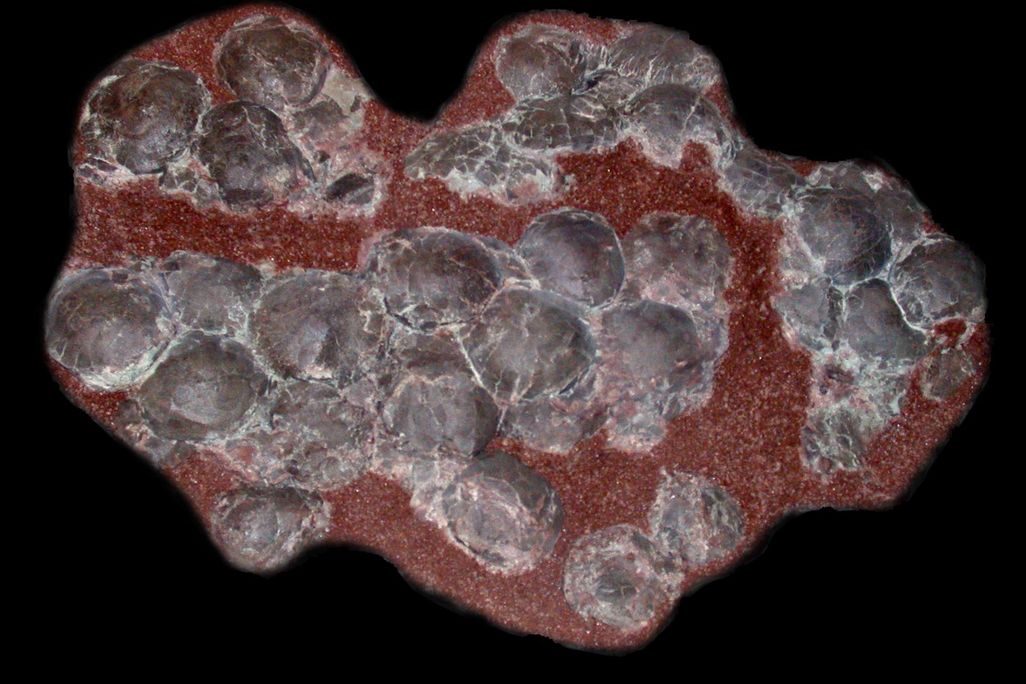 titanosaur eggs