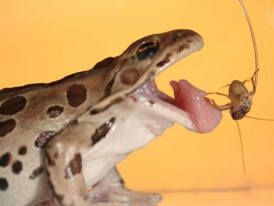Frogs have a sticky secret: spit. 