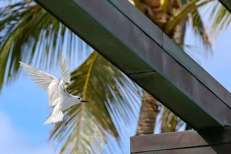 A seabird known as the white tern or Manu-o-Kū has surprised birders by taking up residence in Honolulu, Hawai‘i.