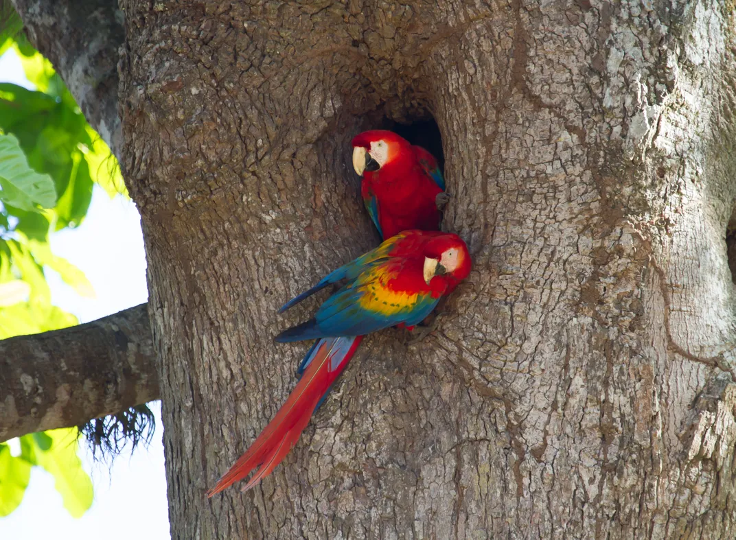 Pair of nesting Scarlet Macaws seen in Carara National Park