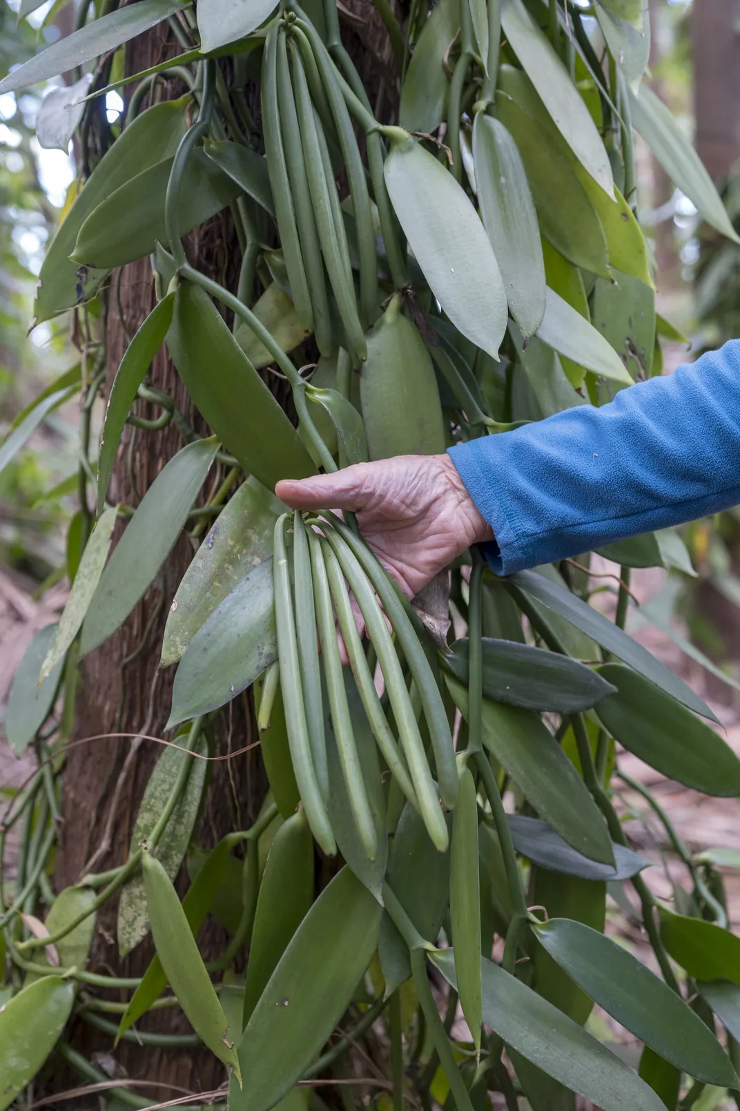 Leichnig inspects green vanilla beans, which grow deep in the forest on lands his family has farmed since the 1700s. Today he specializes in “frosted” vanilla and other ultra-premium varieties.