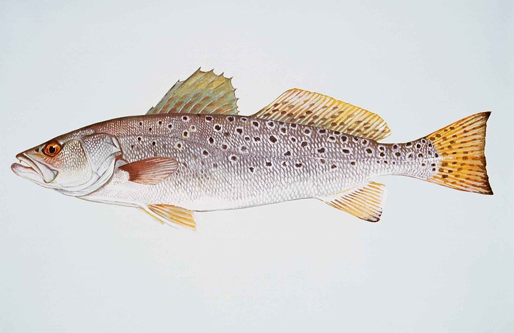 1024px-Spotted_seatrout_fish_cynoscion_nebulosus.jpg