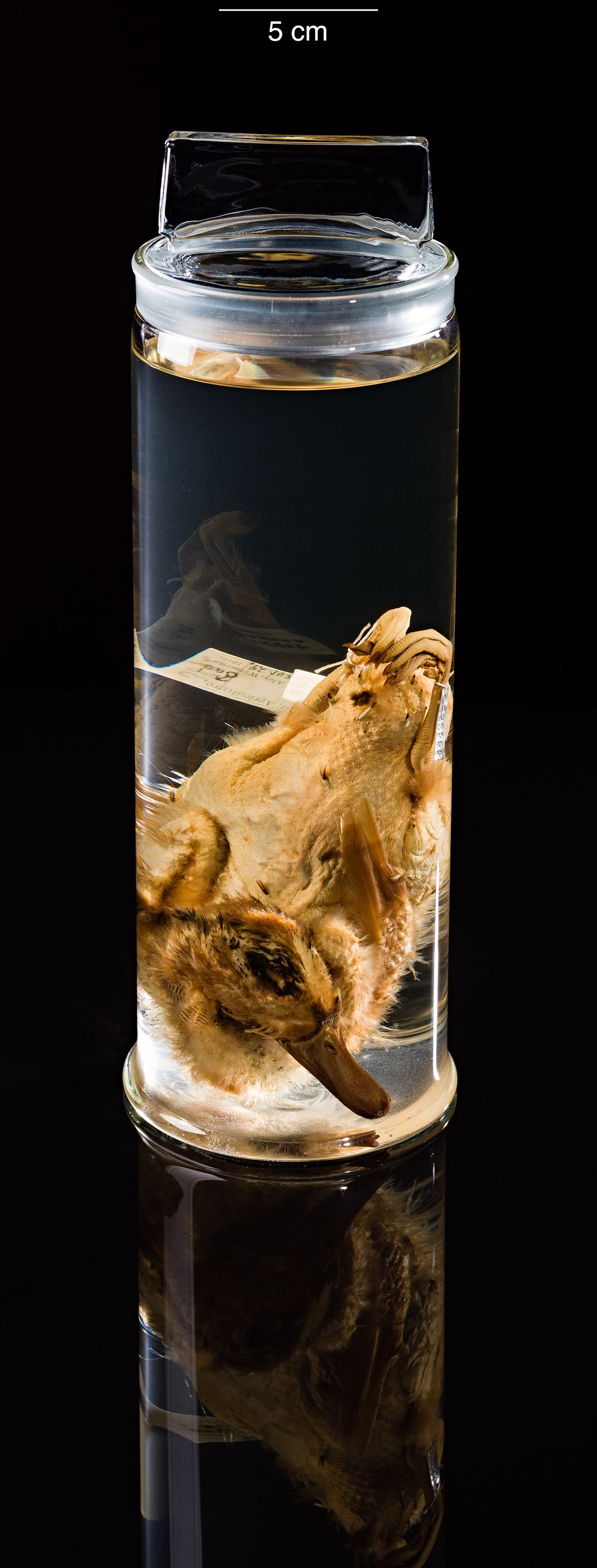 Jar with a beige bird preserved in fluid