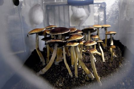 Psilocybin, the active ingredient in magic mushrooms (pictured here), has been designated by the FDA as a breakthrough therapy for treatment resistant depression.