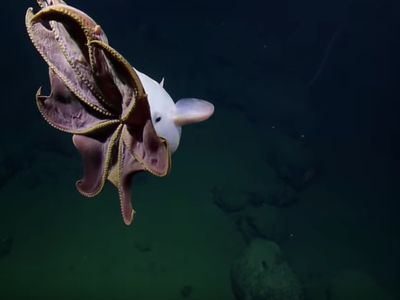 A dumbo octopus, "showing off."