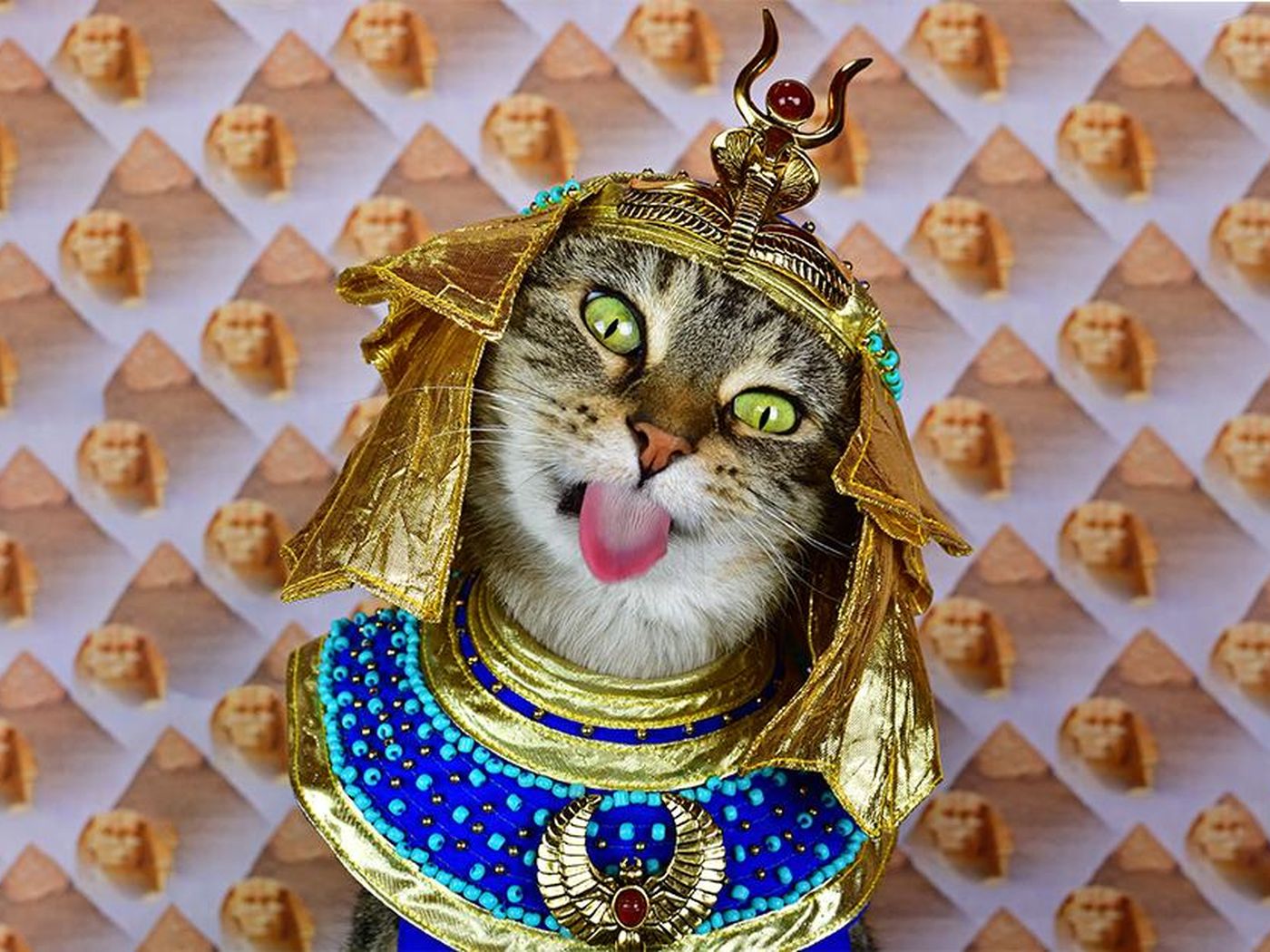 Baba the cat in ancient Egyptian costume (main longform)