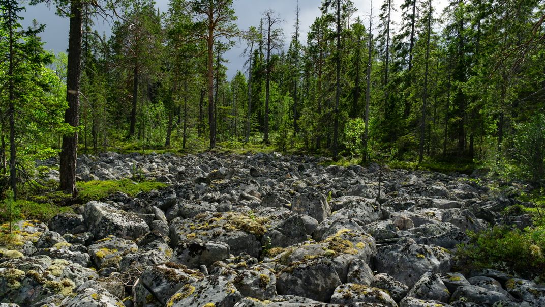 Northern trees grow on stones Smithsonian Photo Contest Smithsonian Magazine
