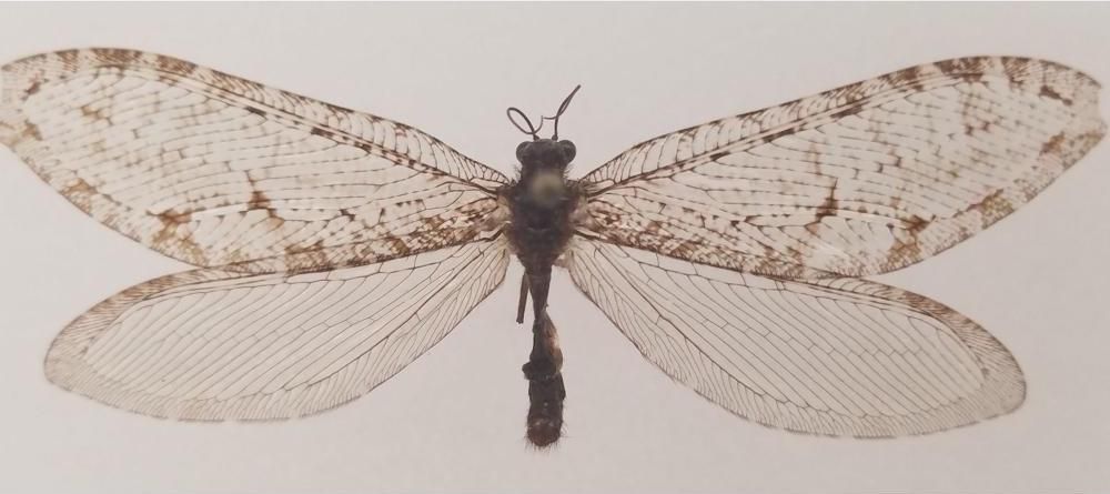 Large winged bug with semi-translucent wings