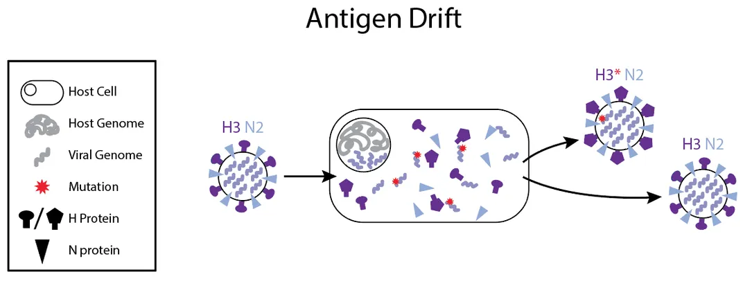 What Scientists Know About Immunity to the Novel Coronavirus