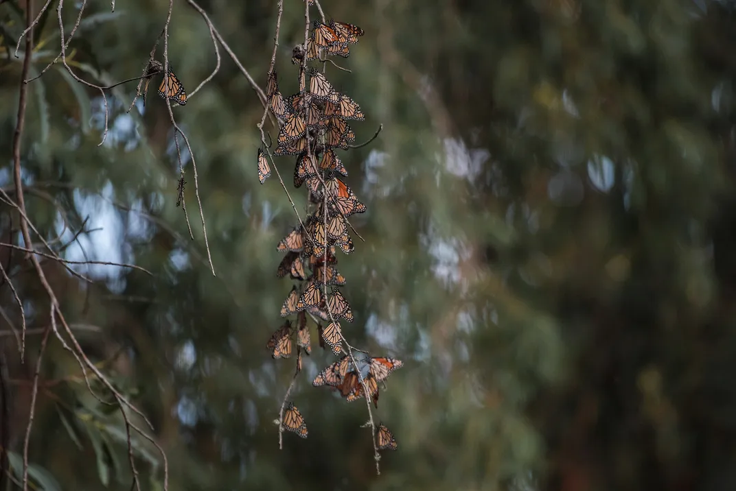 Monarch Butterflies