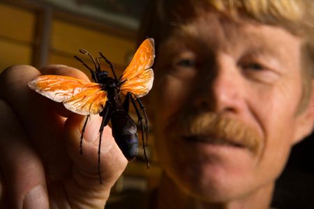 Entomologist Justin O. Schmidt holds the notorious tarantula hawk, one of the only creatures to rate a 4 on his pain index.